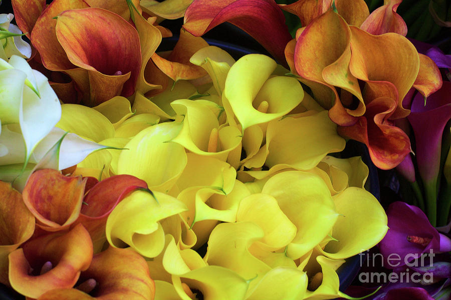Multicolored Calla Lillies Photograph by Bruce Block