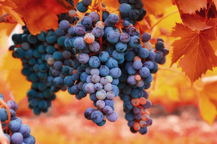 Multicolored grapes Photograph by Lynn Hopwood
