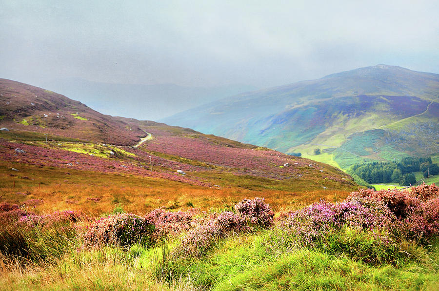Multicolored Hills. Wicklow. Ireland Photograph by Jenny Rainbow