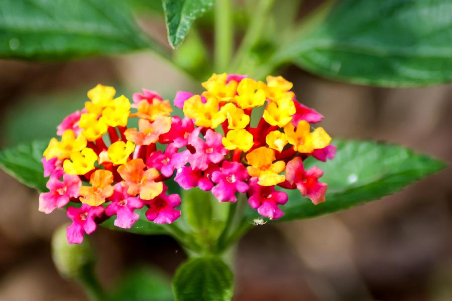 Multicolored Lantana Photograph By Cynthia Woods