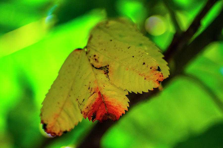 Multicolored Leaves Photograph