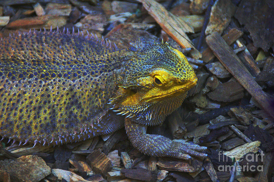 Multicolored Lizard Photograph by David Frederick