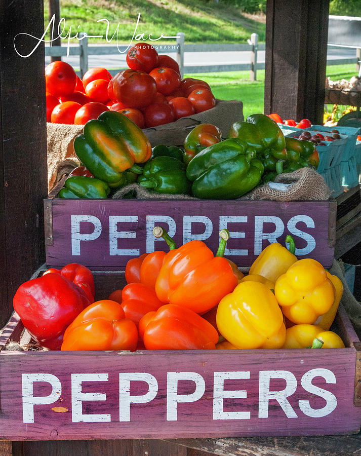 Multicolored Peppers Photograph