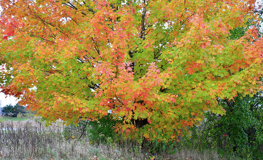 Multicolored Sugar Maple in Volo Illinois Photograph by Ray Mathis