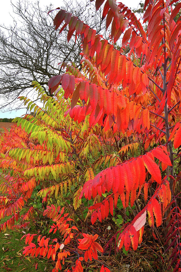 Multicolored Sumac in Severson Dells Natural Area Photograph by Ray Mathis