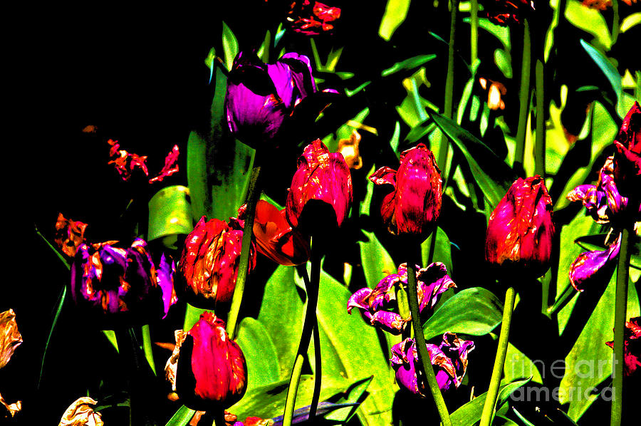 Multicolored, Tulips Photograph by David Frederick