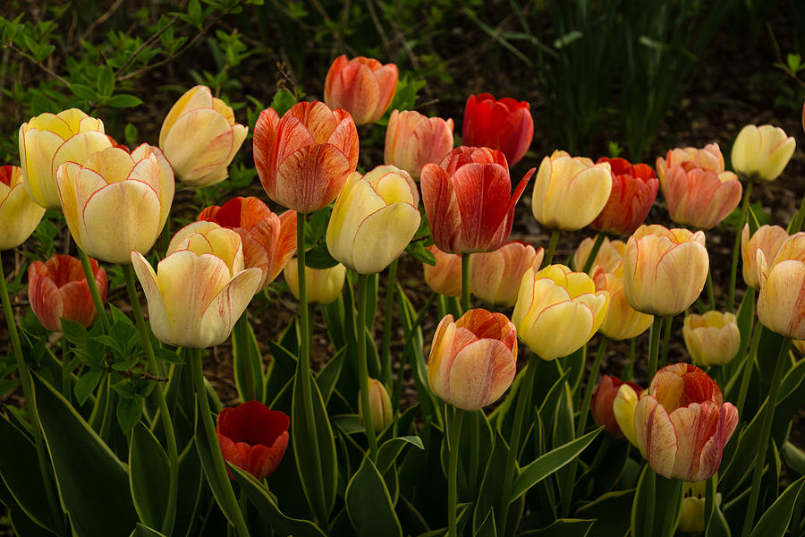 Multicolored Tulips - Enjoying the Beauty of Spring  Photograph by Georgia Mizuleva