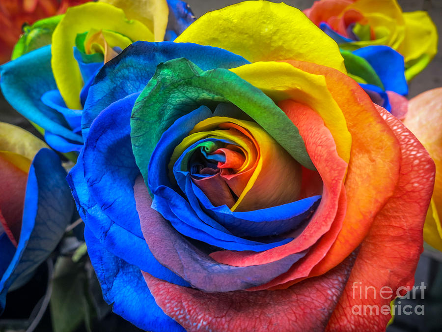 Rose Photograph - Multicolor Rose by Barbara Dudzinska