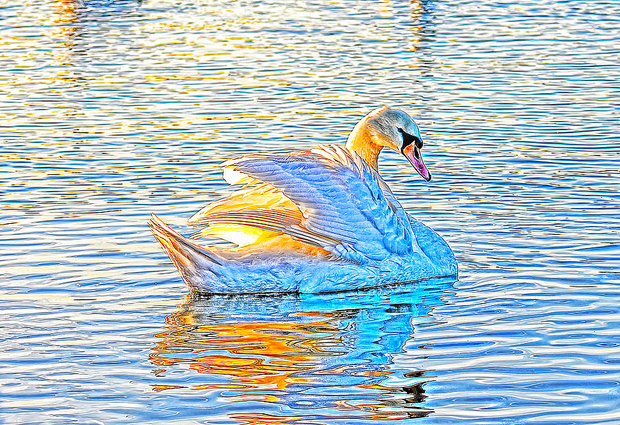 Multicolour Swan Photograph by Gouzel -