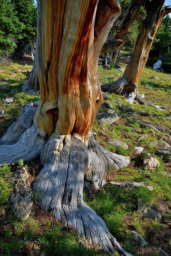 Multiple Bristlecone Pines on Mt. Goliath Photograph by Ray Mathis