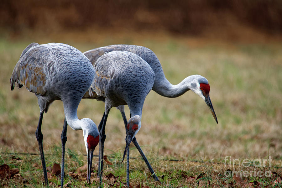 Multiple Cranes Photograph by Paul Mashburn