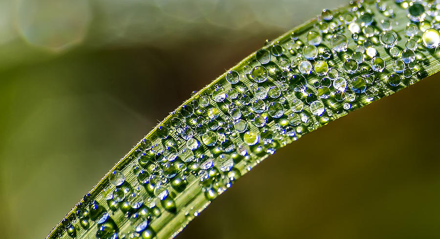 Multiple Dew Drops On Blade Of Grass Photograph by Michael Whitaker