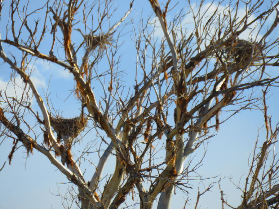 Multiple Heron Nests 12 Photograph by Judy Kennedy
