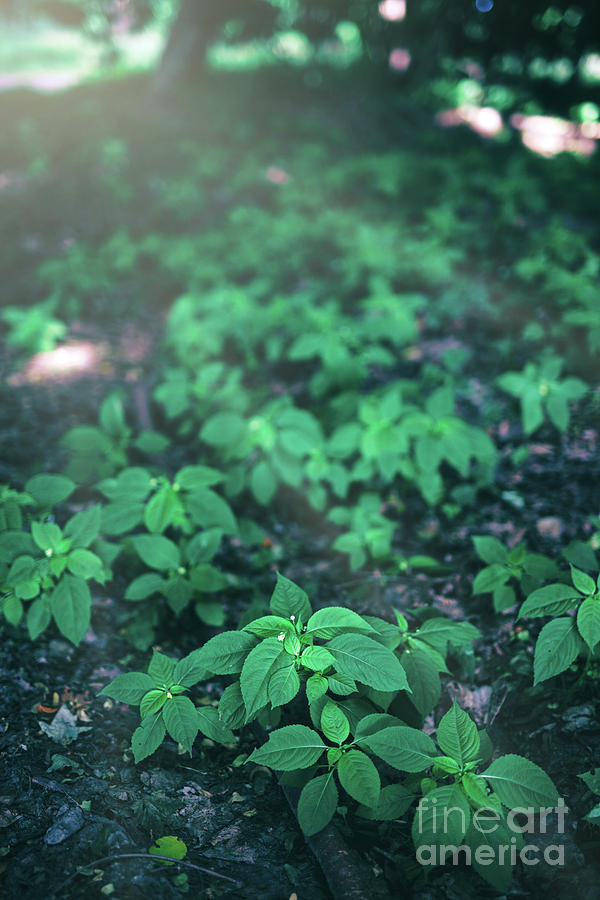 Multiple little green plants growing in the forest Photograph by Michal Bednarek