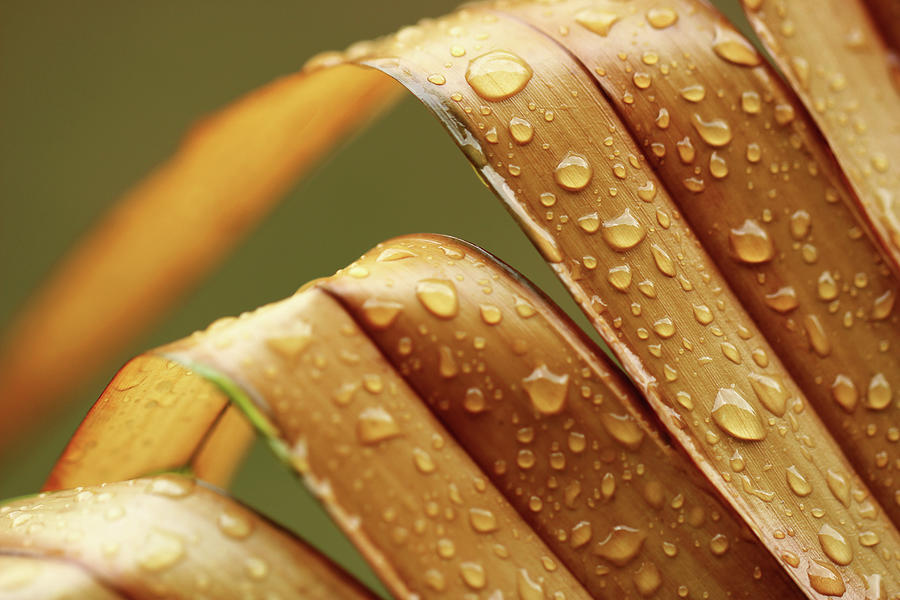 Multiple Water Droplets on Brown Palm Leaves Photograph by Prakash Ghai