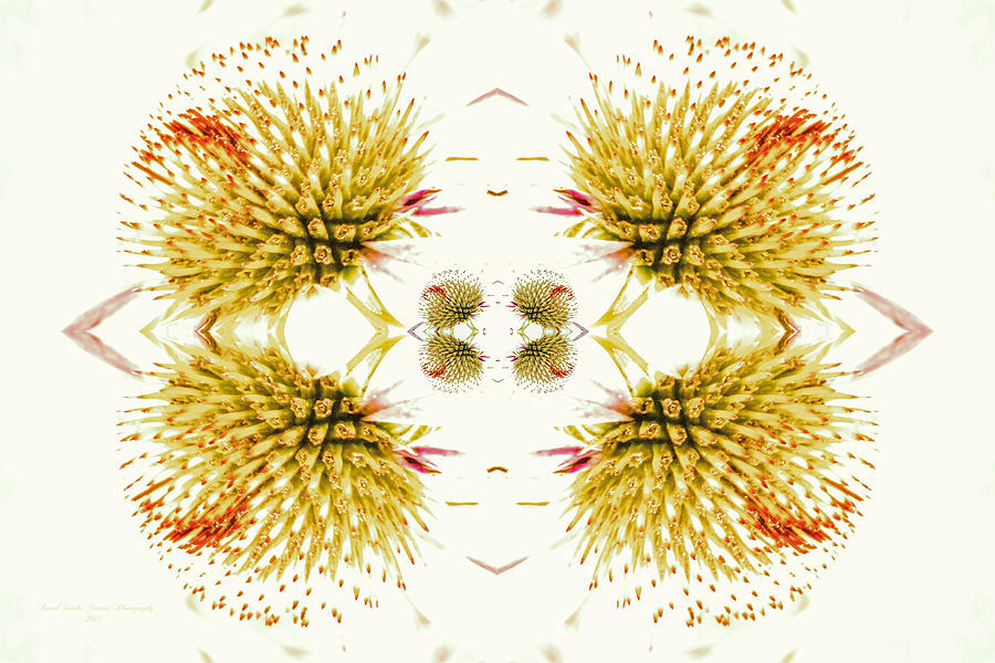 Multiplicity - Coneflower Abstract Photograph by Carol Senske