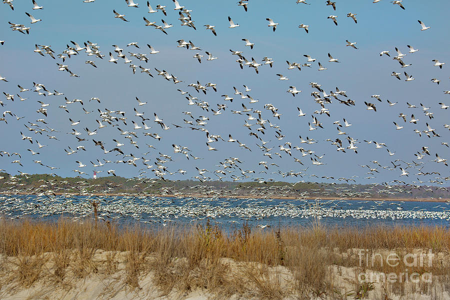 Multitude of Geese Photograph by Karen Jorstad