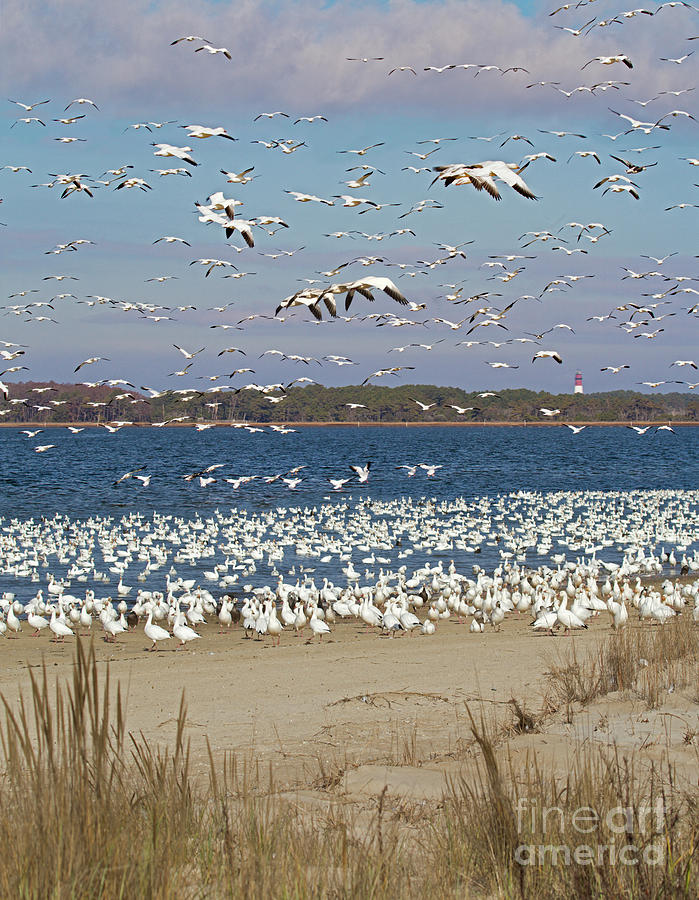 Multitude of Snow Geese Photograph by Karen Jorstad