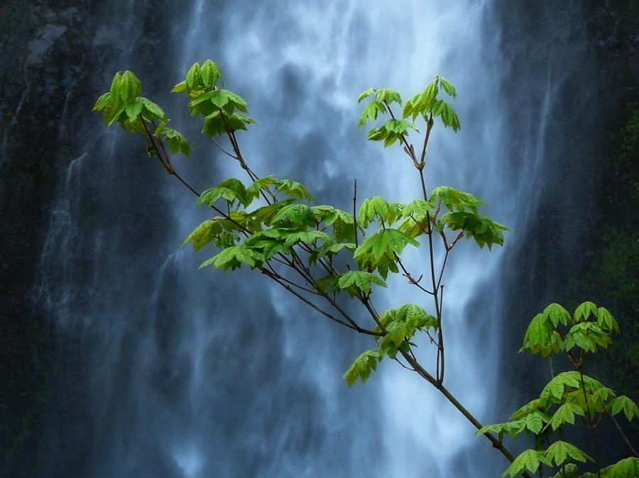 Waterfall Photograph - Multnomah 1 by Jane Selverstone