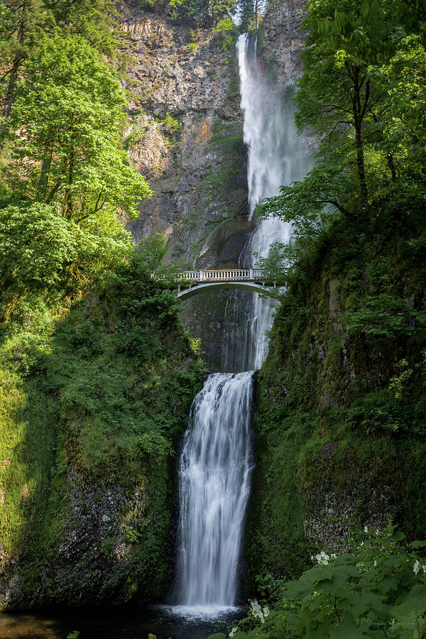 Multnomah Falls Photograph by David Barile