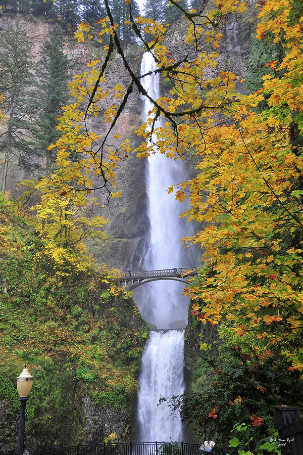 Multnomah Falls In The Fall Photograph by Dean Byrd