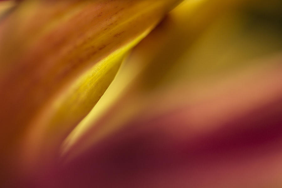Mum Abstract Photograph by Bob Cournoyer