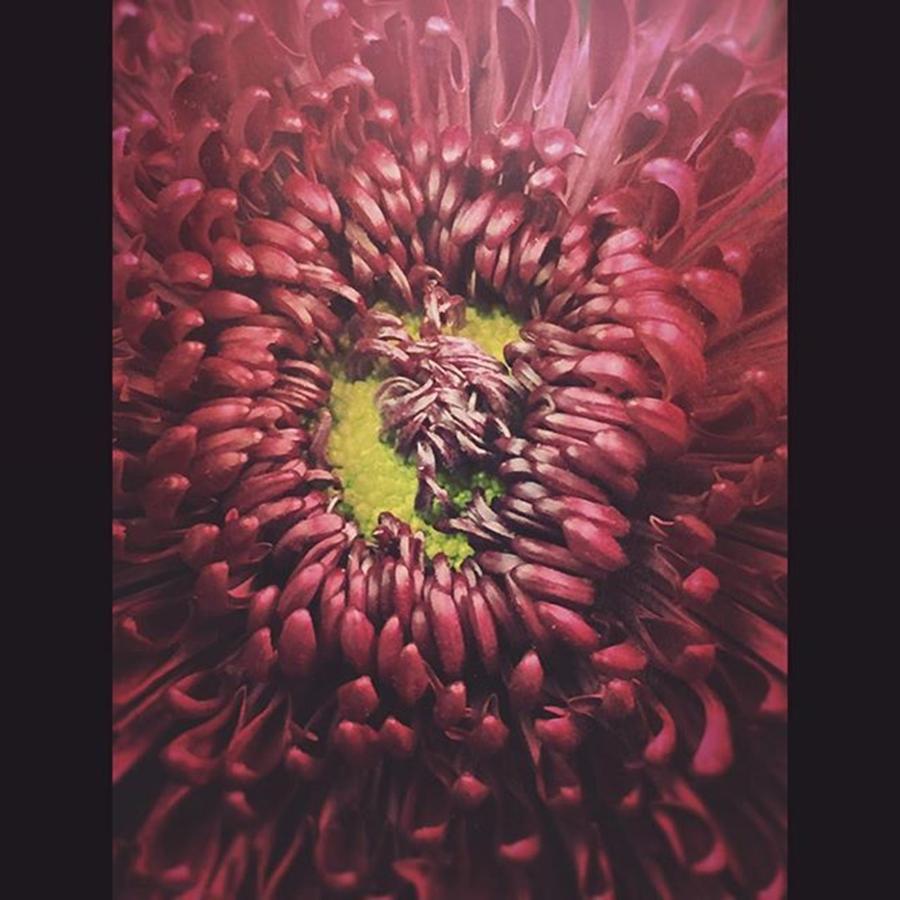 Flowers Photograph - Mum #flowers #flowerslovers #fallbeauty by Joan McCool Flowers Photograph - Mum #flowers #flowerslovers #fallbeauty by Joan McCool
