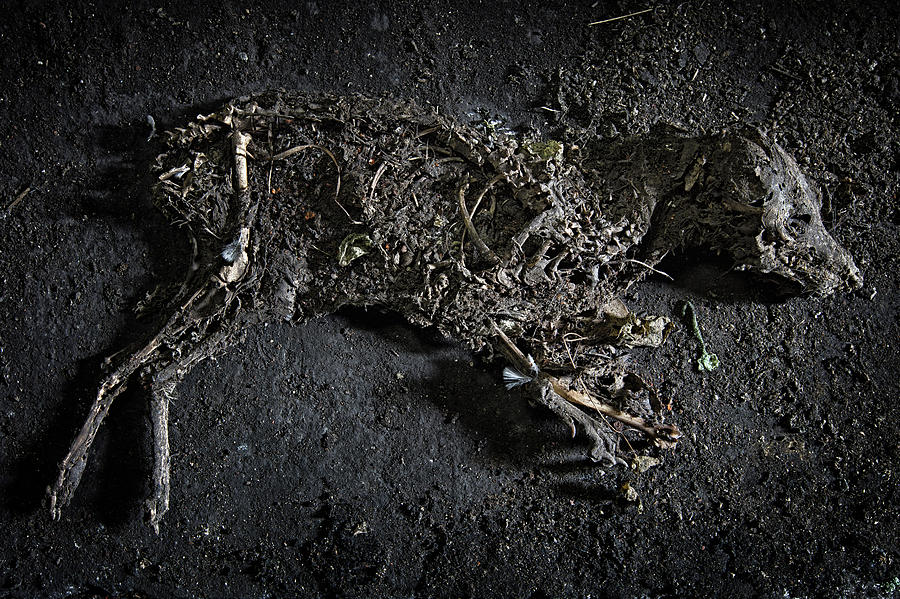 Skull Photograph - Mummified dog  by Dirk Ercken