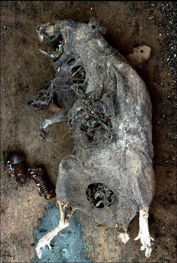 Jeska - JOGO  - Página 8 Mummified-rat-jarmo-honkanen