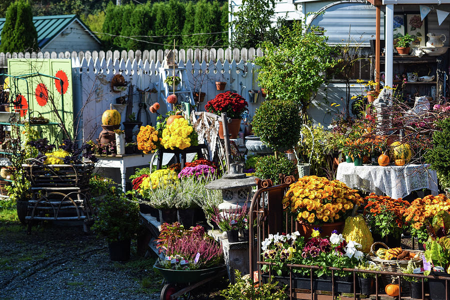 Mums and Pansies For Sale in October  Photograph by Tom Cochran