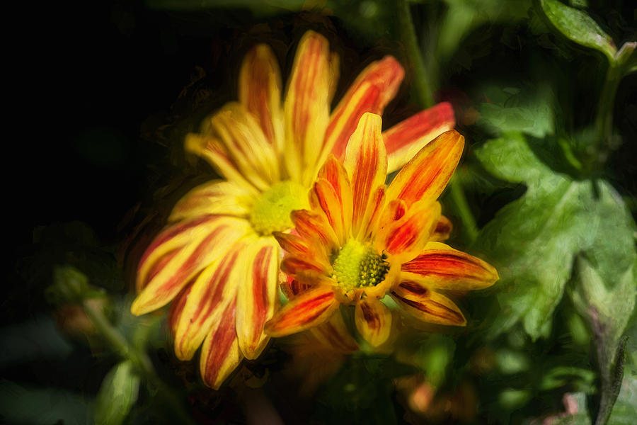 Nature Photograph - Mums Chrysanthemum Painted 3 by Rich Franco