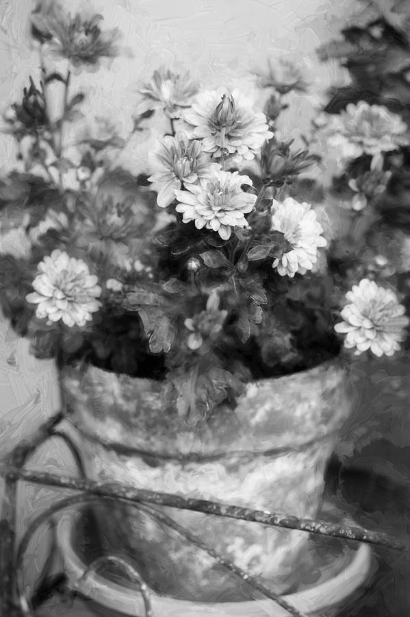 Mums Chrysanthemum Painted BW 4 Photograph by Rich Franco