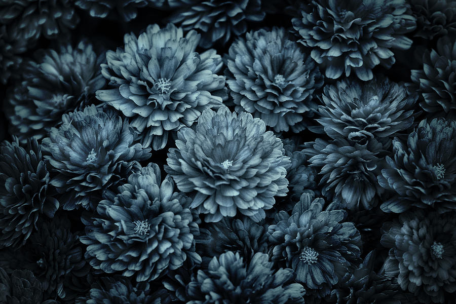 Mums In Blue Photograph by Sue Capuano