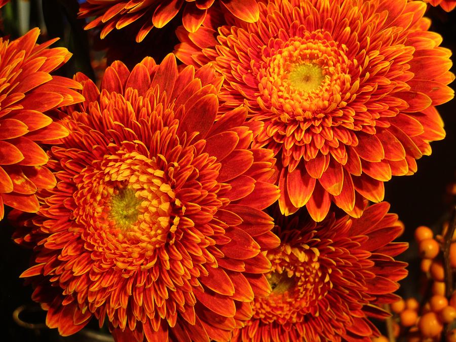 Mums in flames Photograph by Rosita Larsson