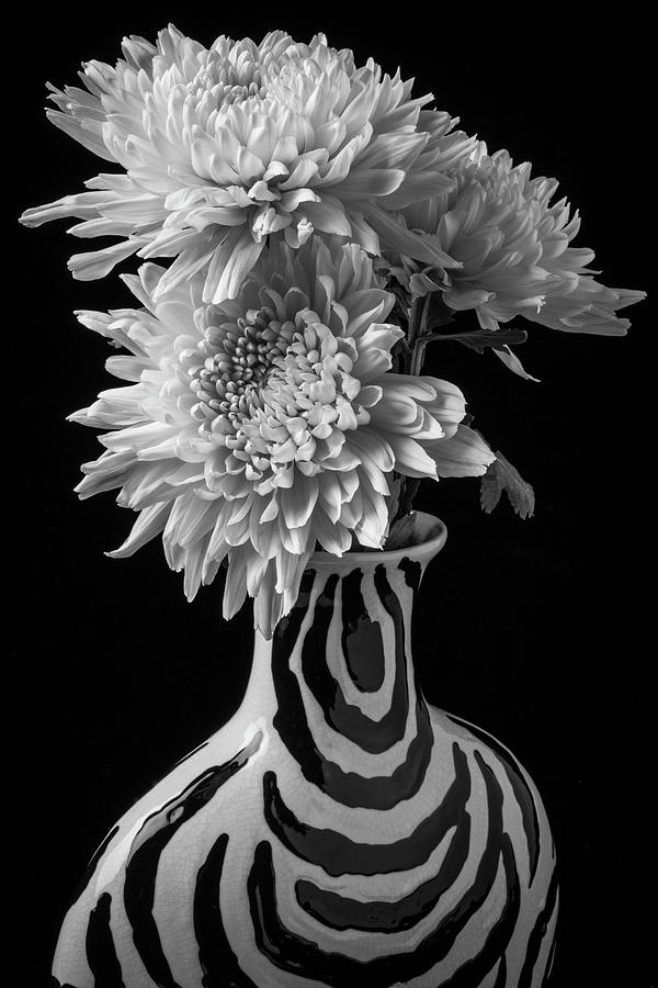 Mums In Striiped Vase Photograph by Garry Gay