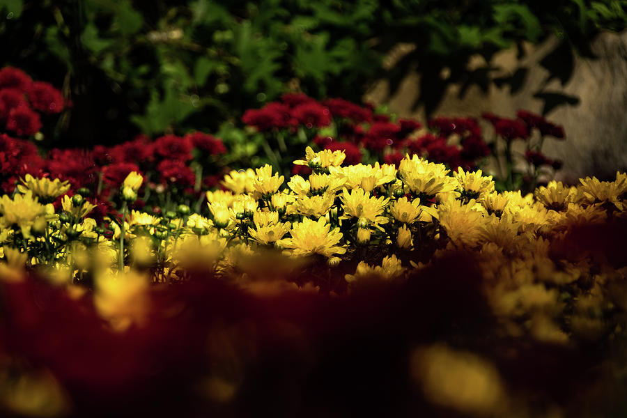 Mums Photograph by Jay Stockhaus