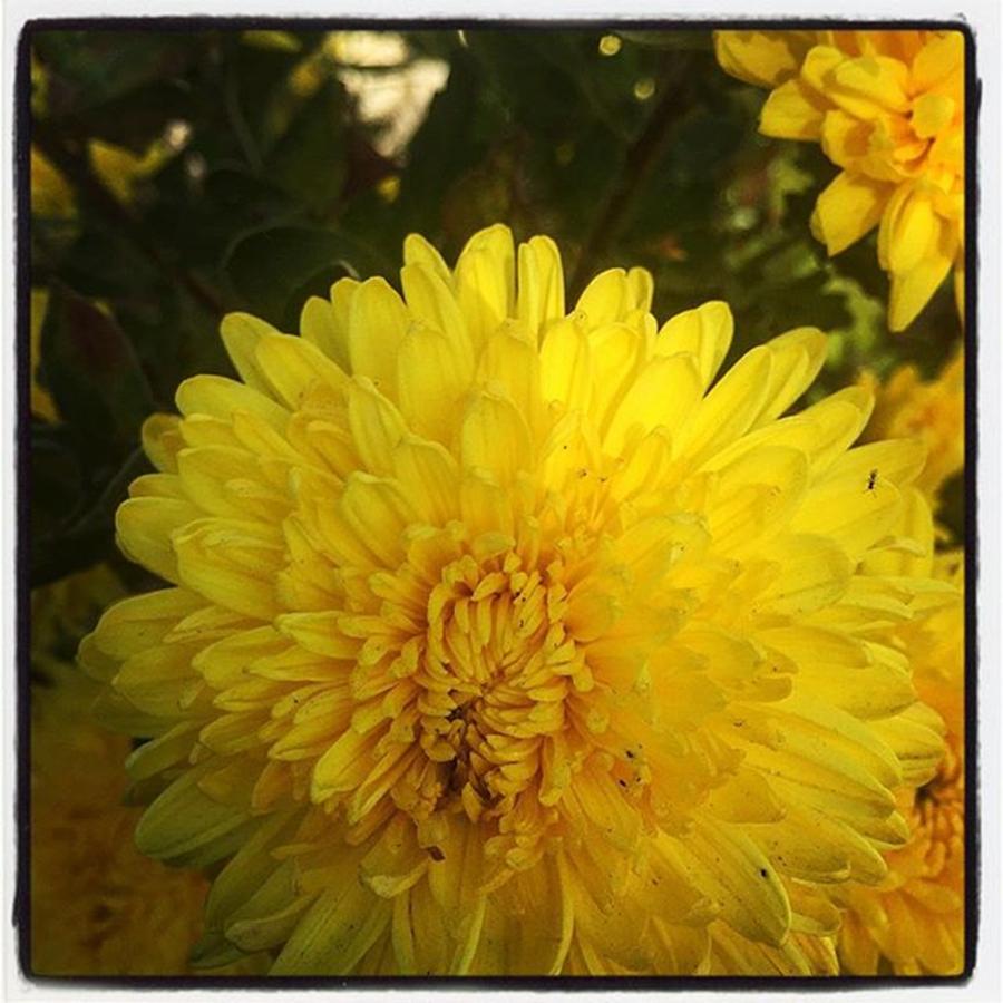 Flora Photograph - Mums The Word;) by Alicia Boal