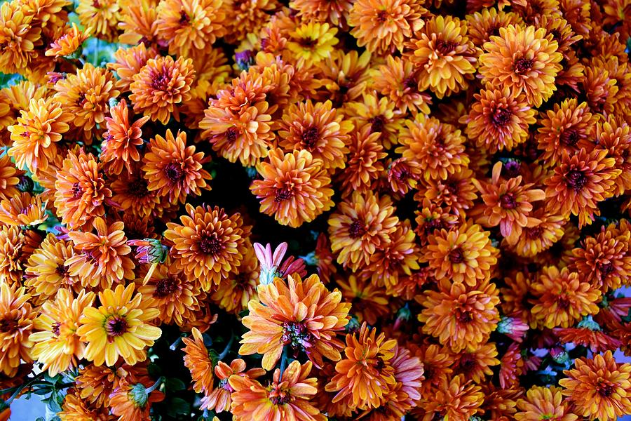 Mums The Word Photograph