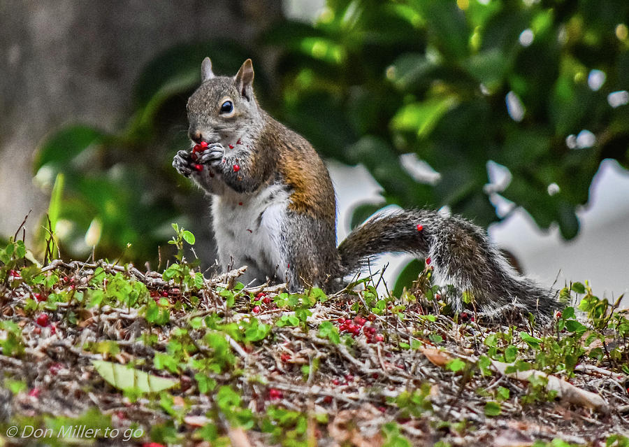 Squirrel Photograph - Munch Time by Don Miller Squirrel Photograph - Munch Time by Don Miller