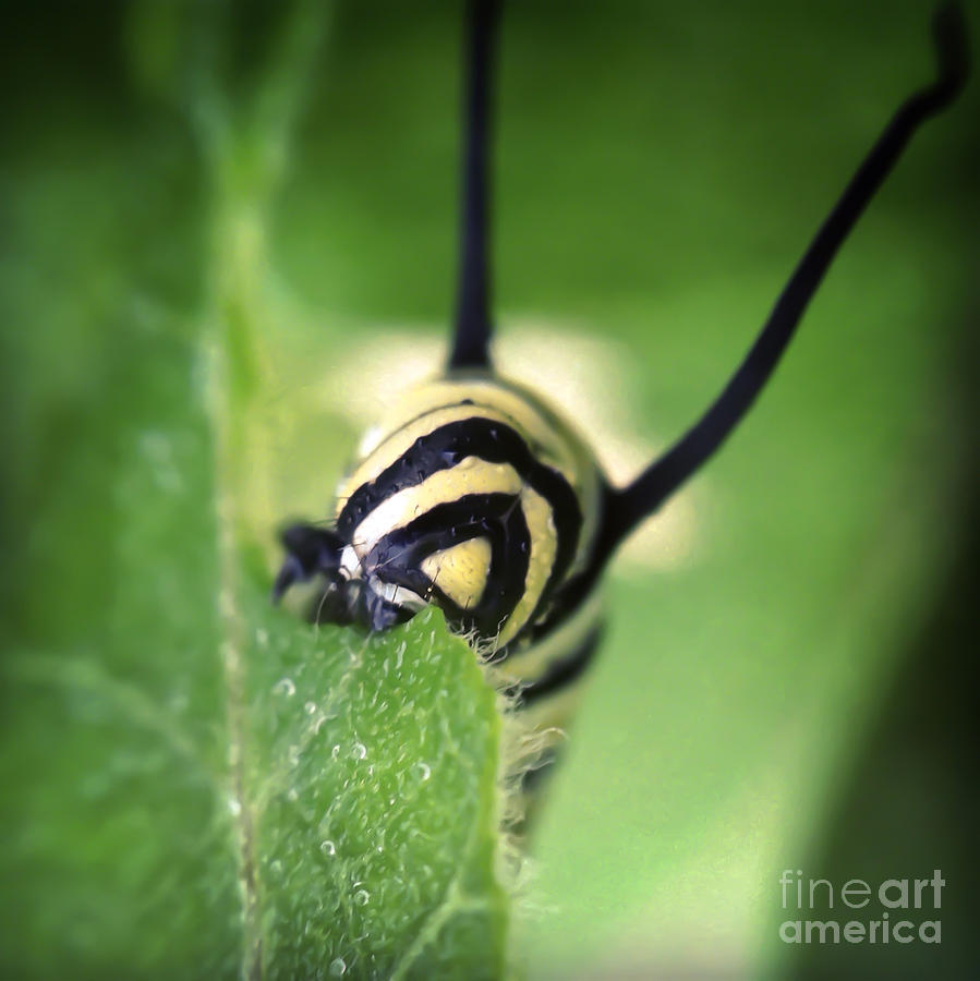 Munching Monarch Caterpillar Photograph by Kerri Farley