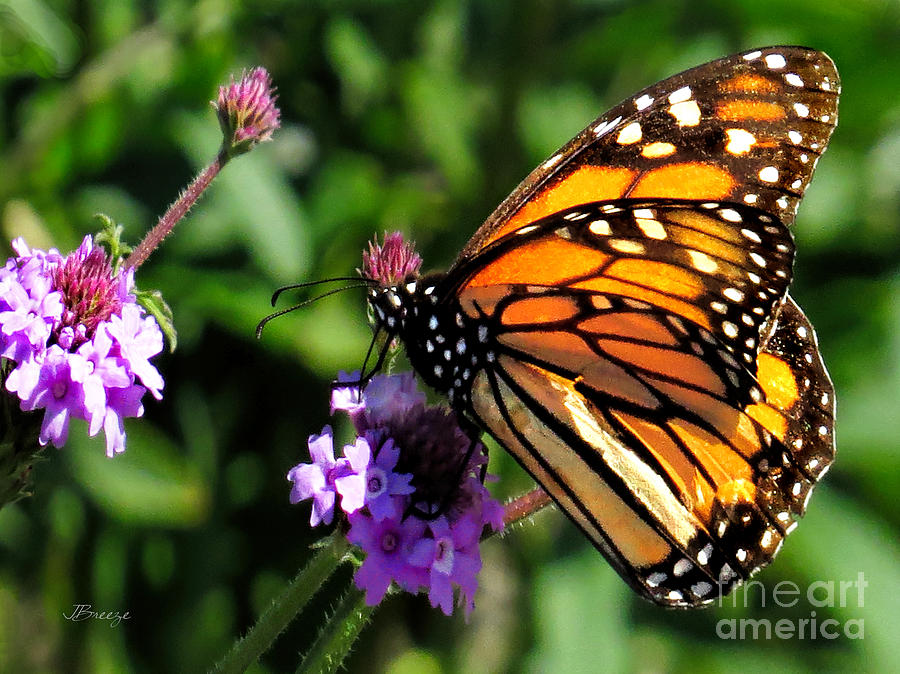 Munching Monarch Photograph by Jennie Breeze