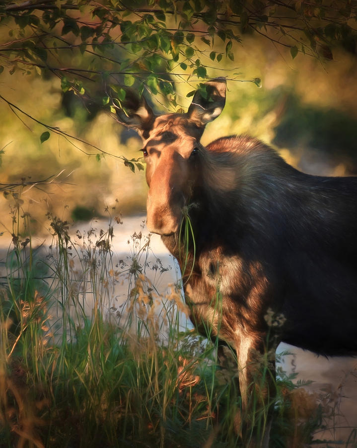 Moose Photograph - Munching Moose by Lori Deiter