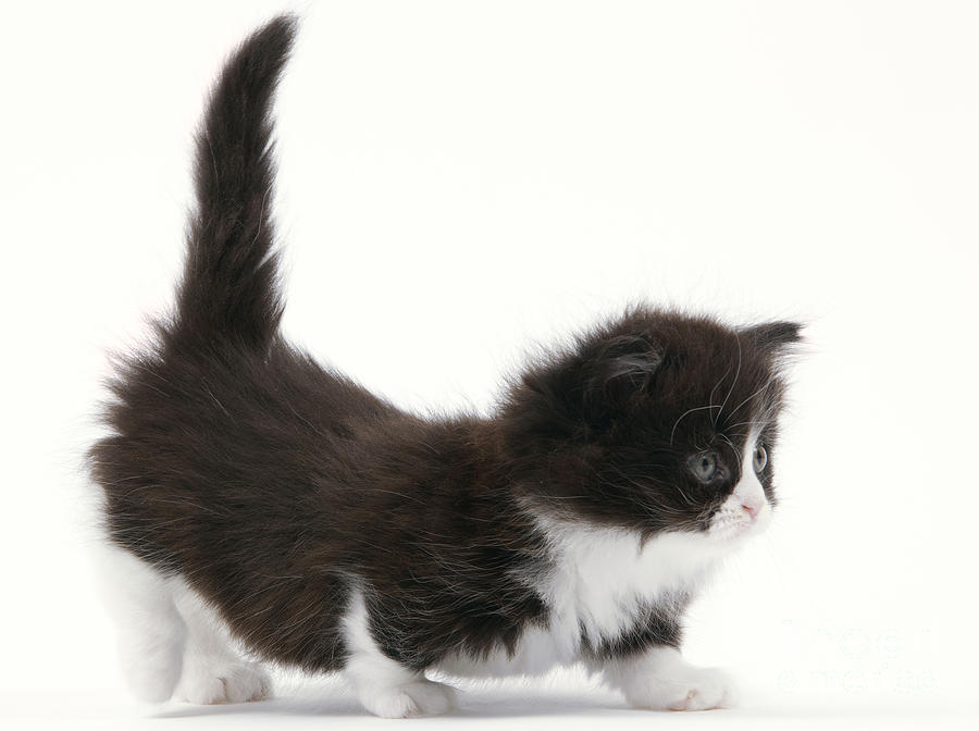 Munchkin Kitten Photograph by Jean-Michel Labat