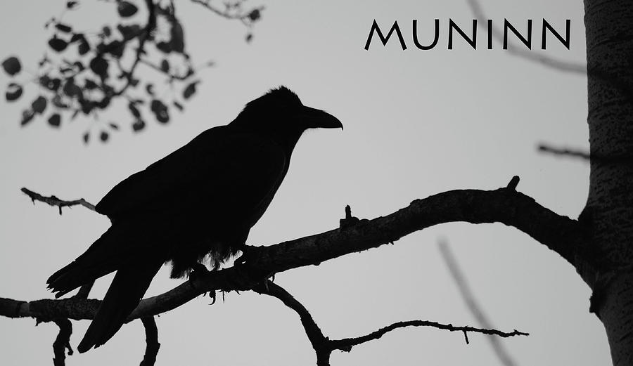 Muninn Photograph by Whispering Peaks Photography