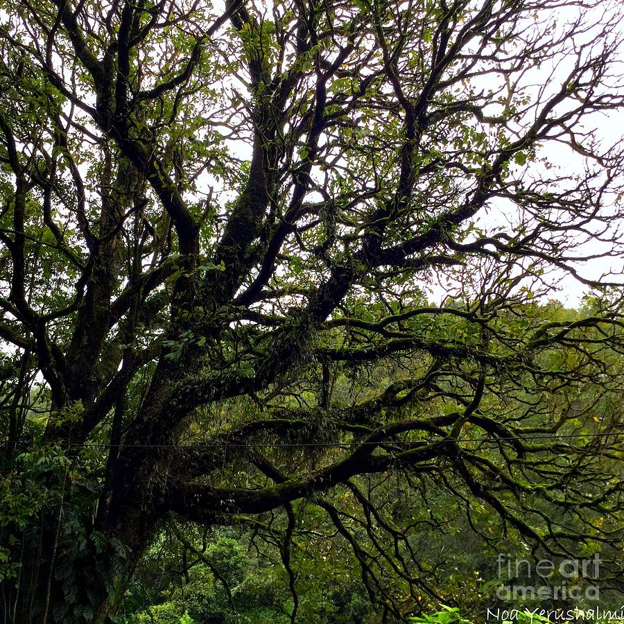 Nature Photograph - Munnar Tree Branches by Noa Yerushalmi