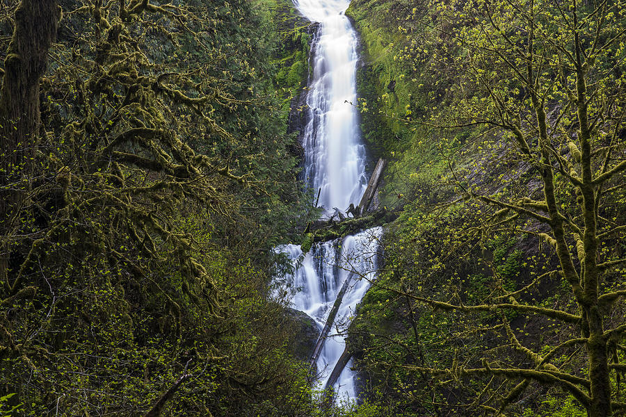 Munson Creek Falls Photograph by Robert Potts