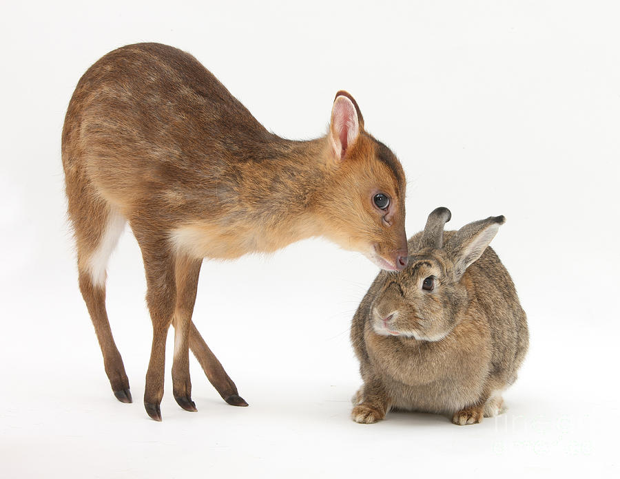 Muntjac Deer Fawn And Agouti Rabbit Photograph by Mark Taylor