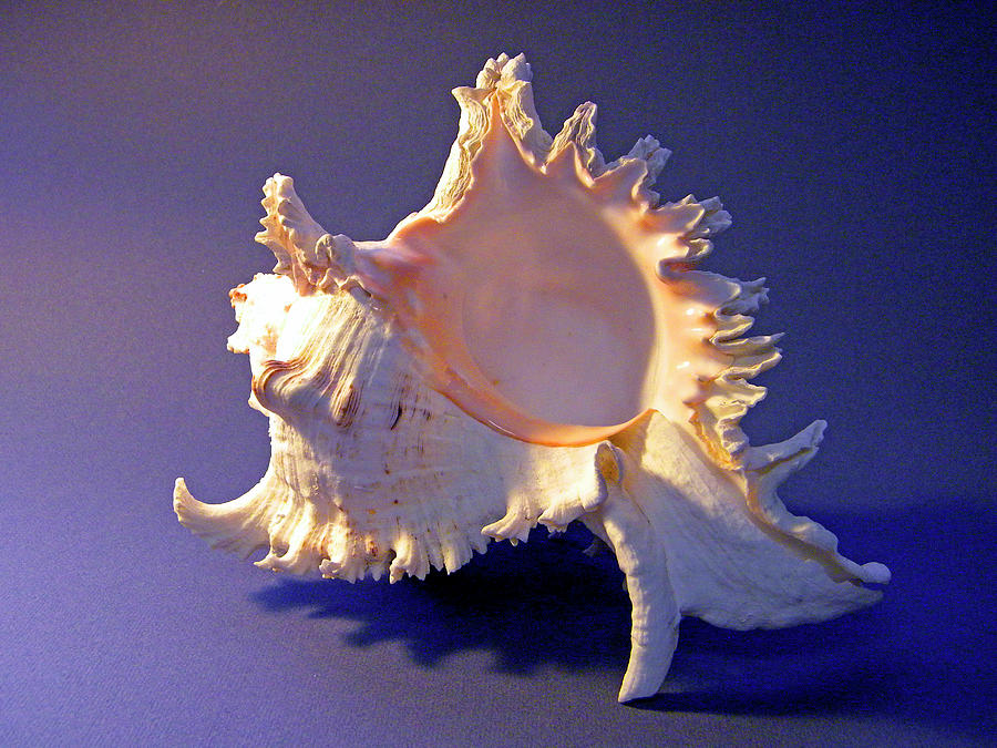 Murex ramosus Seashell Photograph by Frank Wilson