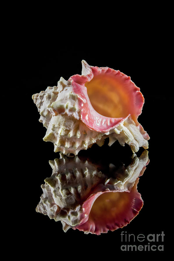 Murex Seashell Photograph by Anthony Sacco