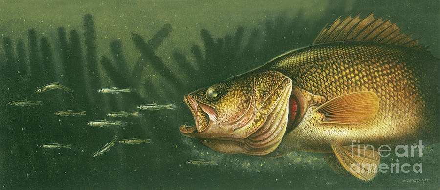 Murky Water Walleye Painting by JQ Licensing